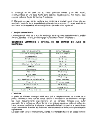El Maracuyá es de valor por su sabor particular intenso y su alta acidez,
constituyéndose en una base fuerte para bebidas industrializadas. Así mismo, esta
especie es buena fuente de vitamina A y niacina.
El Maracuyá es una planta fructífera que comienza a producir en el primer año de
sembrado, además tiene un período de vida relativamente corta. El mayor rendimiento
se obtiene en el segundo o tercer año y disminuye en los años siguientes.
• Composición Química
La composición típica de la fruta de Maracuyá es la siguiente: cáscara 50-60%, el jugo
30-40%, semillas 10-15%, siendo el jugo el producto de mayor importancia.
CONTENIDO VITAMINICO Y MINERAL DE 100 GRAMOS DE JUGO DE
MARACUYÁ
• Cosecha
El punto de madurez fisiológica está dado por el desprendimiento de la fruta de la
planta, cayendo al suelo y allí es donde se hace la recolección. Se recomienda recoger
los frutos frecuentemente especialmente en los períodos lluviosos para evitar
quemazón de la corteza por efecto de los rayos solares, causando golpe de sol en los
frutos haciendo quebradiza la cáscara, provocando daños innecesarios al momento de
su procesamiento. Además, los frutos una vez desprendidos de la planta pierden peso
rápidamente.
La recolección se hace manualmente, siendo recomendable hacerlo en sacos de fique
 