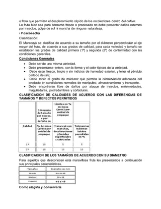 o fibra que permitan el desplazamiento rápido de los recolectores dentro del cultivo.
La fruta bien sea para consumo fresco o procesado no debe presentar daños externos
por insectos, golpe de sol ni mancha de ninguna naturaleza.
• Poscosecha
Clasificación:
El Maracuyá se clasifica de acuerdo a su tamaño por el diámetro perpendicular al eje
mayor del fruto, de acuerdo a sus grados de calidad, para cada variedad y tamaño se
establecen los grados de calidad primera (1ª) y segunda (2ª) de conformidad con las
condiciones generales.
Condiciones Generales
 Debe ser de una misma variedad.
 Debe presentarse entero, con la forma y el color típicos de la variedad.
 Debe estar fresco, limpio y sin indicios de humedad exterior, y tener el péndulo
cortado de raíz.
 Debe tener el grado de madurez que permita la conservación adecuada del
producto en condiciones normales de manipuleo, almacenamiento y transporte.
 Debe encontrarse libre de daños por ataque de insectos, enfermedades,
magulladuras, podredumbres y cortaduras.
CLASIFICACION DE CALIDADES DE ACUERDO CON LAS DIFERENCIAS DE
TAMAÑOS Y DEFECTOS PERMITIDOS
CLASIFICACION DE LOS TAMAÑOS DE ACUERDO CON SU DIAMETRO
Para aquellos que desconocen esta maravillosa fruta les presentamos a continuación
sus principales características.
Como elegirla y conservarla
 