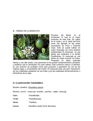 III.- ORIGEN DE LA MARACUYA
Proviene del Brasil, en el
Amazonas, el cual es el mayor
productor de esta fruta .Se cultiva
en la costa y en la selva del Perú
como por ejemplo en las zonas
productoras de Piura y Chancha
mayo. Esta se puede cultivar en
zonas tropicales así como también
subtropicales El maracuyá es una
planta que pertenece a la familia
Pasiflorácea. El maracuyá es una
planta de origen tropical, los frutos.
Presentan un sabor particular
intenso y una alta acidez, muy apreciado en los países norteamericanos, europeos
y asiáticos que lo demandan con gran interés. Esta condición coloca a Colombia
en una posición de privilegio como país productor y exportador de uno de los
mejores jugos y concentrados del mundo. El maracuyá tiene una gran importancia
por las cualidades gustativas de sus frutos y por las cualidades farmacodinamias y
alimenticias de su jugo.
IV. CLASIFICACIÓN TAXONÓMICA.
.
Nombre científico: (Passiflora edulis).
Nombre común: maracuyá amarillo, parchita, calala, maracujá.
Orden : Passiflorales
Familia : Passifloraceae.
Género : Pasiflora.
Especie : Passiflora edulis forma flavicarpa.
 