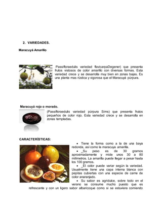 2. VARIEDADES.
Maracuyá Amarillo
Passifloraedulis variedad flavicarpaDegener) que presenta
frutos vistosos de color amarillo con diversas formas. Esta
variedad crece y se desarrolla muy bien en zonas bajas. Es
una planta mas rústica y vigorosa que el Maracuyá púrpura.
Maracuyá rojo o morado.
(Passifloraedulis variedad púrpura Sims) que presenta frutos
pequeños de color rojo. Esta variedad crece y se desarrolla en
zonas templadas.
CARACTERÍSTICAS:
 Tiene la forma como a la de una baya
redonda, así como la maracuya amarilla.
 _Su peso es de 30 gramos
aproximadamente y mide unos 30 a 80
milímetros. La amarilla puede llegar a pesar hasta
los 100 gramos.
 _El color puede variar según la variedad.
Usualmente tiene una capa interna blanca con
pepitas cubiertas con una especie de carne de
color anaranjado.
 Su sabor es agridulce, sobre todo en el
verano se consume mucho puesto que es
refrescante y con un ligero sabor albaricoque como si se estuviera comiendo
 