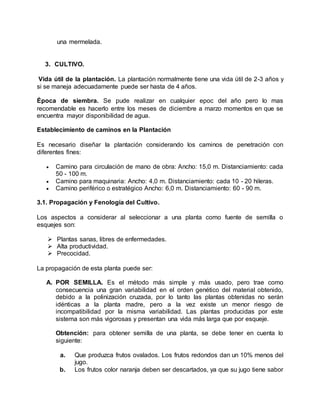 una mermelada.
3. CULTIVO.
Vida útil de la plantación. La plantación normalmente tiene una vida útil de 2-3 años y
si se maneja adecuadamente puede ser hasta de 4 años.
Época de siembra. Se pude realizar en cualquier epoc del año pero lo mas
recomendable es hacerlo entre los meses de diciembre a marzo momentos en que se
encuentra mayor disponibilidad de agua.
Establecimiento de caminos en la Plantación
Es necesario diseñar la plantación considerando los caminos de penetración con
diferentes fines:
 Camino para circulación de mano de obra: Ancho: 15,0 m. Distanciamiento: cada
50 - 100 m.
 Camino para maquinaria: Ancho: 4,0 m. Distanciamiento: cada 10 - 20 hileras.
 Camino periférico o estratégico Ancho: 6,0 m. Distanciamiento: 60 - 90 m.
3.1. Propagación y Fenología del Cultivo.
Los aspectos a considerar al seleccionar a una planta como fuente de semilla o
esquejes son:
 Plantas sanas, libres de enfermedades.
 Alta productividad.
 Precocidad.
La propagación de esta planta puede ser:
A. POR SEMILLA. Es el método más simple y más usado, pero trae como
consecuencia una gran variabilidad en el orden genético del material obtenido,
debido a la polinización cruzada, por lo tanto las plantas obtenidas no serán
idénticas a la planta madre, pero a la vez existe un menor riesgo de
incompatibilidad por la misma variabilidad. Las plantas producidas por este
sistema son más vigorosas y presentan una vida más larga que por esqueje.
Obtención: para obtener semilla de una planta, se debe tener en cuenta lo
siguiente:
a. Que produzca frutos ovalados. Los frutos redondos dan un 10% menos del
jugo.
b. Los frutos color naranja deben ser descartados, ya que su jugo tiene sabor
 