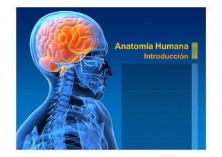 Anatomía Humana
Introducción
 