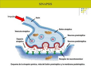 SINAPSIS
Impulso
 