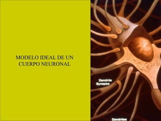 MODELO IDEAL DE UN
CUERPO NEURONAL
 