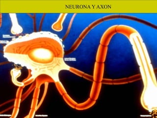NEURONA Y AXON
 