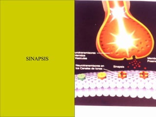 SINAPSIS
 