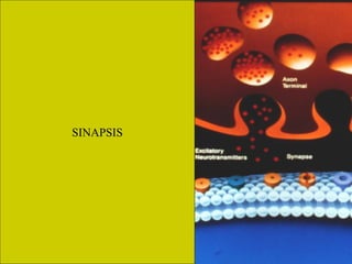 SINAPSIS
 