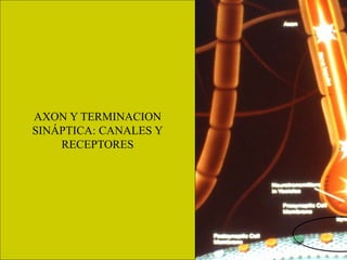 AXON Y TERMINACION
SINÁPTICA: CANALES Y
RECEPTORES
 