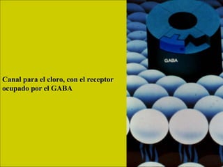 Canal para el cloro, con el receptor
ocupado por el GABA
 