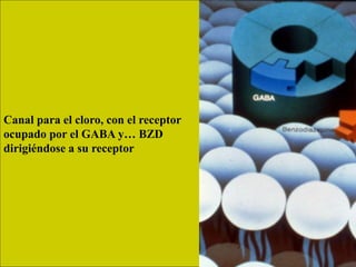 Canal para el cloro, con el receptor
ocupado por el GABA y… BZD
dirigiéndose a su receptor
 