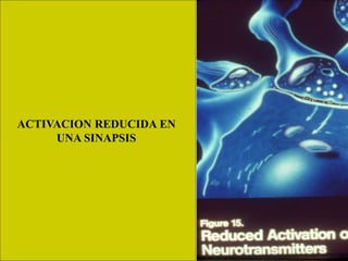 ACTIVACION REDUCIDA EN
UNA SINAPSIS
 