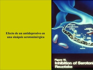 Efecto de un antidepresivo en
una sinápsis serotoninérgica
 