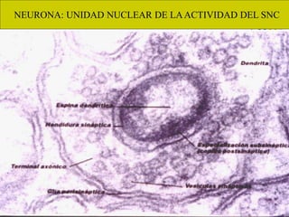 NEURONA: UNIDAD NUCLEAR DE LAACTIVIDAD DEL SNC
 