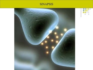 SINAPSIS
 