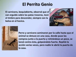 El Perrito GenioEl carnicero, boquiabierto, observó que el can erguido sobre las patas traseras, tocó el timbre para descender, siempre con la bolsa en el hocico.	Perro y carnicero caminaron por la calle hasta que el animal se detuvo en una casa, donde puso las compras junto a la puerta y retirándose un poco, se lanzó contra ésta, golpeándola fuerte.Repitió la acción varias veces, pero nadie le abrió la puerta de la casa.