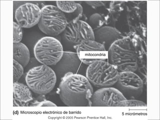 5 micrómetros mitocondria Microscopio electrónico de barrido 