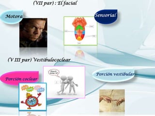 (VII par) : El facial
Motora

Sensorial

(V III par) Vestibulococlear

Porción coclear

Porción vestibular

 