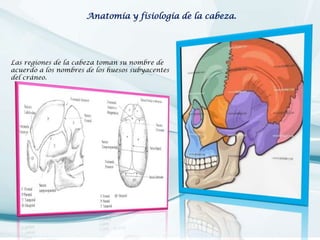 Anatomía y fisiología de la cabeza.

Las regiones de la cabeza toman su nombre de
acuerdo a los nombres de los huesos subyacentes
del cráneo.

 