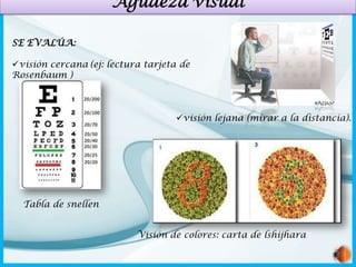 Agudeza visual
SE EVALÚA:
visión cercana (ej: lectura tarjeta de
Rosenbaum )

visión lejana (mirar a la distancia).

Tabla de snellen
Visión de colores: carta de lshijhara

 