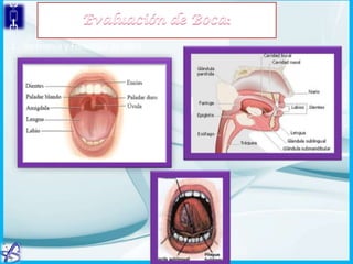1.- Anatomía y Fisiología de Boca

 