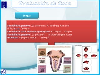 Lengua

: 2/3 anteriores: N. Wrisberg Rama del
N Facial

7mo par
: N. Lingual 5to par
: 1/3 posterior
N Glosofaringeo IX par
Hipogloso mayor
12vo par

 