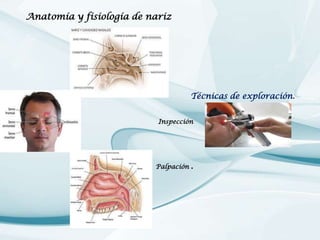 Anatomía y fisiología de nariz

Técnicas de exploración.
Inspección

Palpación

.

 