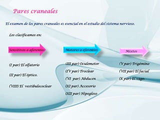 Pares craneales
El examen de los pares craneales es esencial en el estudio del sistema nervioso.
Los clasificamos en:

Sensitivos o aferentes

Motores o eferentes

(I par) El olfatorio

(III par) Oculomotor

(V par) Trigémino

(IV par) Troclear

(VII par) El facial

(VI par) Abducen

(X par) El vago.

(II par) El óptico.
(VIII) El vestibulococlear

(XI par) Accesorio
(XII par) Hipogloso

Mixtos

 