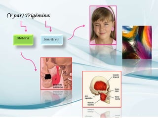 (V par) Trigémino:

Motora

Sensitiva

 