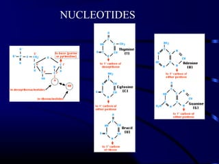 NUCLEOTIDES
 
