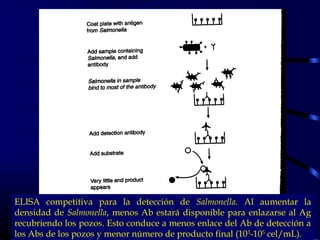 ELISA competitiva para la detección de Salmonella. Al aumentar la
densidad de Salmonella, menos Ab estará disponible para enlazarse al Ag
recubriendo los pozos. Esto conduce a menos enlace del Ab de detección a
los Abs de los pozos y menor número de producto final (103
-105
cel/mL).
 