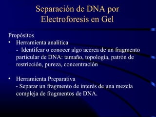 Separación de DNA por
Electroforesis en Gel
Propósitos
• Herramienta analítica
- Identifcar o conocer algo acerca de un fragmento
particular de DNA: tamaño, topología, patrón de
restricción, pureza, concentración
• Herramienta Preparativa
- Separar un fragmento de interés de una mezcla
compleja de fragmentos de DNA.
 