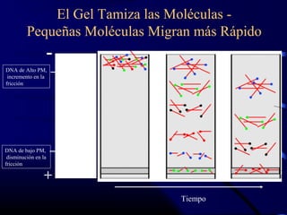 El Gel Tamiza las Moléculas -
Pequeñas Moléculas Migran más Rápido
+
-
Tiempo
DNA de Alto PM,
incremento en la
fricción
DNA de bajo PM,
disminución en la
fricción
 