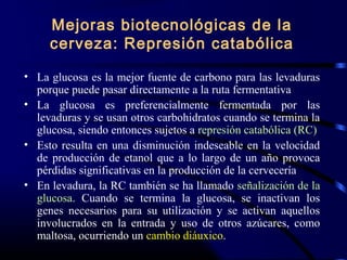 Mejoras biotecnológicas de la
cerveza: Represión catabólica
• La glucosa es la mejor fuente de carbono para las levaduras
porque puede pasar directamente a la ruta fermentativa
• La glucosa es preferencialmente fermentada por las
levaduras y se usan otros carbohidratos cuando se termina la
glucosa, siendo entonces sujetos a represión catabólica (RC)
• Esto resulta en una disminución indeseable en la velocidad
de producción de etanol que a lo largo de un año provoca
pérdidas significativas en la producción de la cervecería
• En levadura, la RC también se ha llamado señalización de la
glucosa. Cuando se termina la glucosa, se inactivan los
genes necesarios para su utilización y se activan aquellos
involucrados en la entrada y uso de otros azúcares, como
maltosa, ocurriendo un cambio diáuxico.
 