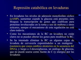 Represión catabólica en levaduras
• En levaduras los niveles de adenosín monofosfato cíclico
(cAMP), aumentan cuando la glucosa está presente; esto
bloquea la transcripción de genes que codifican para
proteínas involucradas en la toma y uso de maltosa y otros
azúcares, aunque el mecanismo de esta regulación no está
claro todavía.
• Como los mecanismos de la RC en levadura no están
claros no se pueden alterar los genes para modificar la RC.
• Se ha intentado eliminar la RC en algunas cepas de
levadura de cervecería exponiéndolas a un mutágeno
(sustancia que causa cambios aleatorios en la secuencia del
DNA), y luego a 2-desoxiglucosa, un análogo de glucosa,
que no puede usarse como fuente de C (y energía) por las
levaduras
 