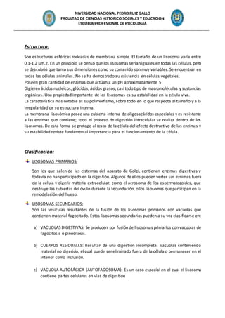 NIVERSIDAD NACIONAL PEDRO RUIZ GALLO
FACULTAD DE CIENCIAS HISTORICO SOCIALES Y EDUCACION
ESCUELA PROFESIONAL DE PSICOLOGIA
_______________________________________________________________________________________________
Estructura:
Son estructuras esféricas rodeadas de membrana simple. El tamaño de un lisosoma varía entre
0,1-1,2 μm.2. En un principio se pensó que los lisosomas serían iguales en todas las células, pero
se descubrió que tanto sus dimensiones como su contenido son muy variables. Se encuentran en
todas las células animales. No se ha demostrado su existencia en células vegetales.
Poseen gran cantidad de enzimas que actúan a un pH aproximadamente 5
Digieren ácidos nucleicos, glúcidos, ácidos grasos, casitodo tipo de macromoléculas y sustancias
orgánicas. Una propiedad importante de los lisosomas es su estabilidad en la célula viva.
La característica más notable es su polimorfismo, sobre todo en lo que respecta al tamaño y a la
irregularidad de su estructura interna.
La membrana lisosómica posee una cubierta interna de oligosacáridos especiales y es resistente
a las enzimas que contiene; todo el proceso de digestión intracelular se realiza dentro de los
lisosomas. De esta forma se protege al resto de la célula del efecto destructivo de las enzimas y
su estabilidad reviste fundamental importancia para el funcionamiento de la célula.
Clasificación:
LISOSOMAS PRIMARIOS:
Son los que salen de las cisternas del aparato de Golgi, contienen enzimas digestivas y
todavía no han participado en la digestión. Algunos de ellos pueden verter sus eznimas fuera
de la célula y digerir materia extracelular, como el acrosoma de los espermatozoides, que
destruye las cubiertas del óvulo durante la fecundación, o los lisosomas que participan en la
remodelación del hueso.
LISOSOMAS SECUNDARIOS:
Son las vesículas resultantes de la fusión de los lisosomas primarios con vacuolas que
contienen material fagocitado. Estos lisosomas secundarios pueden a su vez clasificarse en:
a) VACUOLAS DIGESTIVAS: Se producen por fusión de lisosomas primarios con vacuolas de
fagocitosis o pinocitosis.
b) CUERPOS RESIDUALES: Resultan de una digestión incompleta. Vacuolas conteniendo
material no digerido, el cual puede ser eliminado fuera de la célula o permanecer en el
interior como inclusión.
c) VACUOLA AUTOFÁGICA (AUTOFAGOSOMA): Es un caso especial en el cual el lisosoma
contiene partes celulares en vías de digestión
 
