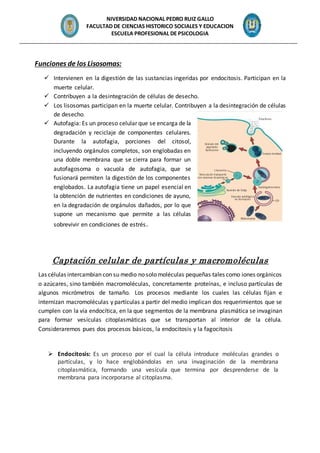 NIVERSIDAD NACIONAL PEDRO RUIZ GALLO
FACULTAD DE CIENCIAS HISTORICO SOCIALES Y EDUCACION
ESCUELA PROFESIONAL DE PSICOLOGIA
_______________________________________________________________________________________________
Funciones de los Lisosomas:
 Intervienen en la digestión de las sustancias ingeridas por endocitosis. Participan en la
muerte celular.
 Contribuyen a la desintegración de células de desecho.
 Los lisosomas participan en la muerte celular. Contribuyen a la desintegración de células
de desecho.
 Autofagia: Es un proceso celular que se encarga de la
degradación y reciclaje de componentes celulares.
Durante la autofagia, porciones del citosol,
incluyendo orgánulos completos, son englobadas en
una doble membrana que se cierra para formar un
autofagosoma o vacuola de autofagia, que se
fusionará permiten la digestión de los componentes
englobados. La autofagia tiene un papel esencial en
la obtención de nutrientes en condiciones de ayuno,
en la degradación de orgánulos dañados, por lo que
supone un mecanismo que permite a las células
sobrevivir en condiciones de estrés.
Captación celular de partículas y macromoléculas
Las células intercambian con su medio no solo moléculas pequeñas tales como iones orgánicos
o azúcares, sino también macromoléculas, concretamente proteínas, e incluso partículas de
algunos micrómetros de tamaño. Los procesos mediante los cuales las células fijan e
internizan macromoléculas y partículas a partir del medio implican dos requerimientos que se
cumplen con la vía endocítica, en la que segmentos de la membrana plasmática se invaginan
para formar vesículas citoplasmáticas que se transportan al interior de la célula.
Consideraremos pues dos procesos básicos, la endocitosis y la fagocitosis
 Endocitosis: Es un proceso por el cual la célula introduce moléculas grandes o
partículas, y lo hace englobándolas en una invaginación de la membrana
citoplasmática, formando una vesícula que termina por desprenderse de la
membrana para incorporarse al citoplasma.
 