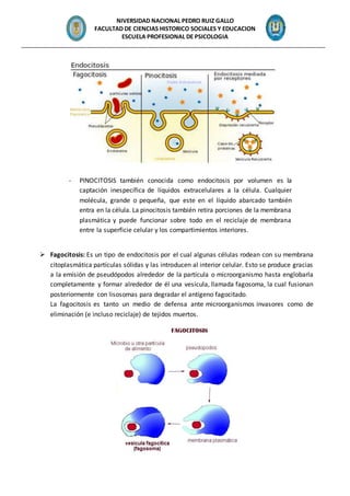 NIVERSIDAD NACIONAL PEDRO RUIZ GALLO
FACULTAD DE CIENCIAS HISTORICO SOCIALES Y EDUCACION
ESCUELA PROFESIONAL DE PSICOLOGIA
_______________________________________________________________________________________________
- PINOCITOSIS también conocida como endocitosis por volumen es la
captación inespecífica de líquidos extracelulares a la célula. Cualquier
molécula, grande o pequeña, que este en el líquido abarcado también
entra en la célula. La pinocitosis también retira porciones de la membrana
plasmática y puede funcionar sobre todo en el reciclaje de membrana
entre la superficie celular y los compartimientos interiores.
 Fagocitosis: Es un tipo de endocitosis por el cual algunas células rodean con su membrana
citoplasmática partículas sólidas y las introducen al interior celular. Esto se produce gracias
a la emisión de pseudópodos alrededor de la partícula o microorganismo hasta englobarla
completamente y formar alrededor de él una vesícula, llamada fagosoma, la cual fusionan
posteriormente con lisosomas para degradar el antígeno fagocitado.
La fagocitosis es tanto un medio de defensa ante microorganismos invasores como de
eliminación (e incluso reciclaje) de tejidos muertos.
 