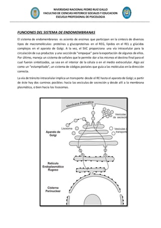 NIVERSIDAD NACIONAL PEDRO RUIZ GALLO
FACULTAD DE CIENCIAS HISTORICO SOCIALES Y EDUCACION
ESCUELA PROFESIONAL DE PSICOLOGIA
_______________________________________________________________________________________________
FUNCIONES DEL SISTEMA DE ENDOMEMBRANAS
El sistema de endomembranas es asiento de enzimas que participan en la síntesis de diversos
tipos de macromoléculas: proteínas y glucoproteínas en el REG, lípidos en el REL y glúcidos
complejos en el aparato de Golgi. A la vez, el SVC proporciona una vía intracelular para la
circulación de sus productos y una secciónde “empaque” para laexportación de algunos de ellos.
Por último, maneja un sistema de señales que le permite dar a los mismos el destino final para el
cual fueron sintetizados, ya sea en el interior de la célula o en el medio extracelular. Algo así
como un “estampillado”, un sistema de códigos postales que guía a las moléculas en la dirección
correcta.
La vía de tránsito intracelular implica un transporte desde el RE hasta el aparato de Golgi; a partir
de éste hay dos caminos posibles: hacia las vesículas de secreción y desde allí a la membrana
plasmática, o bien hacia los lisosomas.
 