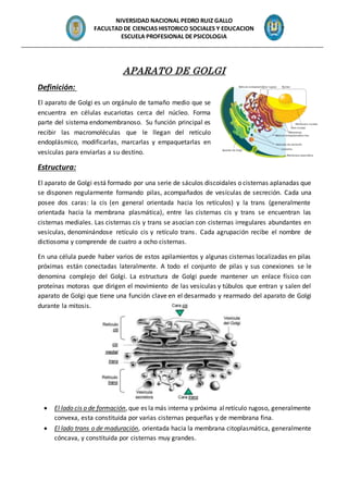 NIVERSIDAD NACIONAL PEDRO RUIZ GALLO
FACULTAD DE CIENCIAS HISTORICO SOCIALES Y EDUCACION
ESCUELA PROFESIONAL DE PSICOLOGIA
_______________________________________________________________________________________________
APARATO DE GOLGI
Definición:
El aparato de Golgi es un orgánulo de tamaño medio que se
encuentra en células eucariotas cerca del núcleo. Forma
parte del sistema endomembranoso. Su función principal es
recibir las macromoléculas que le llegan del retículo
endoplásmico, modificarlas, marcarlas y empaquetarlas en
vesículas para enviarlas a su destino.
Estructura:
El aparato de Golgi está formado por una serie de sáculos discoidales o cisternas aplanadas que
se disponen regularmente formando pilas, acompañados de vesículas de secreción. Cada una
posee dos caras: la cis (en general orientada hacia los retículos) y la trans (generalmente
orientada hacia la membrana plasmática), entre las cisternas cis y trans se encuentran las
cisternas mediales. Las cisternas cis y trans se asocian con cisternas irregulares abundantes en
vesículas, denominándose retículo cis y retículo trans. Cada agrupación recibe el nombre de
dictiosoma y comprende de cuatro a ocho cisternas.
En una célula puede haber varios de estos apilamientos y algunas cisternas localizadas en pilas
próximas están conectadas lateralmente. A todo el conjunto de pilas y sus conexiones se le
denomina complejo del Golgi. La estructura de Golgi puede mantener un enlace físico con
proteínas motoras que dirigen el movimiento de las vesículas y túbulos que entran y salen del
aparato de Golgi que tiene una función clave en el desarmado y rearmado del aparato de Golgi
durante la mitosis.
 El lado cis o de formación, que es la más interna y próxima alretículo rugoso, generalmente
convexa, esta constituida por varias cisternas pequeñas y de membrana fina.
 El lado trans o de maduración, orientada hacia la membrana citoplasmática, generalmente
cóncava, y constituida por cisternas muy grandes.
 