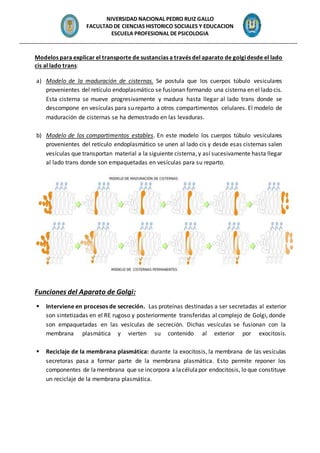 NIVERSIDAD NACIONAL PEDRO RUIZ GALLO
FACULTAD DE CIENCIAS HISTORICO SOCIALES Y EDUCACION
ESCUELA PROFESIONAL DE PSICOLOGIA
_______________________________________________________________________________________________
Modelos para explicar el transporte de sustancias a través del aparato de golgidesde el lado
cis al lado trans:
a) Modelo de la maduración de cisternas. Se postula que los cuerpos túbulo vesiculares
provenientes del retículo endoplasmático se fusionan formando una cisterna en el lado cis.
Esta cisterna se mueve progresivamente y madura hasta llegar al lado trans donde se
descompone en vesículas para su reparto a otros compartimentos celulares. El modelo de
maduración de cisternas se ha demostrado en las levaduras.
b) Modelo de los compartimentos estables. En este modelo los cuerpos túbulo vesiculares
provenientes del retículo endoplasmático se unen al lado cis y desde esas cisternas salen
vesículas que transportan material a la siguiente cisterna, y así sucesivamente hasta llegar
al lado trans donde son empaquetadas en vesículas para su reparto.
Funciones del Aparato de Golgi:
 Interviene en procesos de secreción. Las proteínas destinadas a ser secretadas al exterior
son sintetizadas en el RE rugoso y posteriormente transferidas al complejo de Golgi, donde
son empaquetadas en las vesículas de secreción. Dichas vesículas se fusionan con la
membrana plasmática y vierten su contenido al exterior por exocitosis.
 Reciclaje de la membrana plasmática: durante la exocitosis, la membrana de las vesículas
secretoras pasa a formar parte de la membrana plasmática. Esto permite reponer los
componentes de lamembrana que se incorpora a lacélulapor endocitosis, lo que constituye
un reciclaje de la membrana plasmática.
 