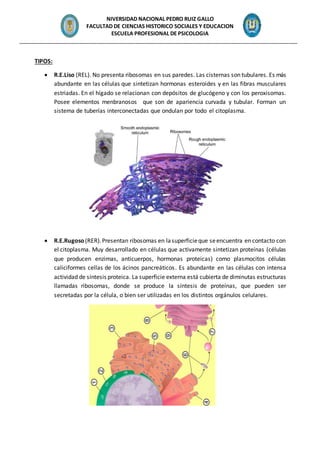 NIVERSIDAD NACIONAL PEDRO RUIZ GALLO
FACULTAD DE CIENCIAS HISTORICO SOCIALES Y EDUCACION
ESCUELA PROFESIONAL DE PSICOLOGIA
_______________________________________________________________________________________________
TIPOS:
 R.E.Liso (REL). No presenta ribosomas en sus paredes. Las cisternas son tubulares. Es más
abundante en las células que sintetizan hormonas esteroides y en las fibras musculares
estriadas. En el hígado se relacionan con depósitos de glucógeno y con los peroxisomas.
Posee elementos menbranosos que son de apariencia curvada y tubular. Forman un
sistema de tuberías interconectadas que ondulan por todo el citoplasma.
 R.E.Rugoso (RER).Presentan ribosomas en lasuperficieque seencuentra en contacto con
el citoplasma. Muy desarrollado en células que activamente sintetizan proteínas (células
que producen enzimas, anticuerpos, hormonas proteicas) como plasmocitos células
caliciformes cellas de los ácinos pancreáticos. Es abundante en las células con intensa
actividad de síntesis proteica. La superficie externa está cubierta de diminutas estructuras
llamadas ribosomas, donde se produce la síntesis de proteínas, que pueden ser
secretadas por la célula, o bien ser utilizadas en los distintos orgánulos celulares.
 