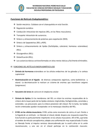 NIVERSIDAD NACIONAL PEDRO RUIZ GALLO
FACULTAD DE CIENCIAS HISTORICO SOCIALES Y EDUCACION
ESCUELA PROFESIONAL DE PSICOLOGIA
_______________________________________________________________________________________________
Funciones de Retículo Endoplasmático:
 Sostén mecánico. Colabora con el citoesqueleto en esta función.
 Regulación osmótica
 Conducción intracelular de impulsos (REL, en las fibras musculares).
 Transporte intracelular de sustancias.
 Síntesis y almacenamiento de proteínas para exportación (RER).
 Síntesis de lipoproteínas (REL y RER).
 Síntesis y almacenamiento de lípidos (fosfolípidos, colesterol, hormonas esteroideas)
(REL).
 Glucogenólisis (REL).
 Detoxificación (REL).
 Las sustancias tóxicas sontransformadas en otras menos tóxicas y fácilmente eliminables.
A) FUNCIONES DEL RETÍCULO ENDOPLASMÁTICO LISO
 Síntesis de hormonas esteroideas en las células endocrinas de las gónadas y la corteza
suprarrenal
 Desintoxicación en el hígado de diversos compuestos orgánicos, como barbitúricos y
etanol. La desintoxicación la realizan un sistema de enzimas que transfieren oxigeno
(oxigenasas)
 Secuestro de iones de calcio en el citoplasma celular
 Síntesis de lípidos. En las membranas del REL se sitúan las enzimas responsables de la
síntesis de la mayor parte de los lípidos celulares: triglicéridos, fosfoglicéridos, ceramidas y
esteroides. Los precursores para la síntesis provienen del citosol. Por lo tanto, los lípidos
recién sintetizados quedan incorporados en la monocapa citosólica del REL.
 El REL en las células musculares. El REL actúa como reservorio de calcio, el cual –frente a
la llegada de un estímulo - es liberado al citosol, donde dispara una respuesta específica.
Esta función es particularmente importante en las células musculares. Allí el REL, que toma
el nombre de retículo sarcoplásmico, adopta una conformación muy especializada.Elcalcio
es liberado frente al impulso nervioso desencadenado por la acetil colina en la unión
neuromuscular, y una vez en el citosol participa en la contracción muscular.
 