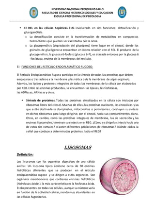 NIVERSIDAD NACIONAL PEDRO RUIZ GALLO
FACULTAD DE CIENCIAS HISTORICO SOCIALES Y EDUCACION
ESCUELA PROFESIONAL DE PSICOLOGIA
_______________________________________________________________________________________________
 El REL en las células hepáticas. Está involucrado en dos funciones: detoxificación y
glucogenólisis.
o La detoxificación consiste en la transformación de metabolitos en compuestos
hidrosolubles que puedan ser excretados por la orina.
o La glucogenólisis (degradación del glucógeno) tiene lugar en el citosol, donde los
gránulos de glucógeno se encuentran en íntima relación con el REL. El producto de la
glucogenólisis, la glucosa 6-fosfato (glucosa 6-P), es atacada entonces por la glucosa 6
-fosfatasa, enzima de la membranas del retículo.
B) FUNCIONES DEL RETÍCULO ENDOPLASMÁTICO RUGOSO:
El Retículo Endoplasmático Rugoso participa en la síntesis de todas las proteínas que deben
empacarse o trasladarse a la membrana plasmática o de la membrana de algún orgánulo.
Además, los lípidos y proteínas integrales de todas las membranas de la célula son elaboradas
por RER. Entre las enzimas producidas, se encuentran las lipasas, las fosfatasas,
las ADNasas, ARNasas y otras.
 Síntesis de proteínas. Todas las proteínas sintetizadas en la célula son iniciadas por
ribosomas libres del citosol. Muchas de ellas, las proteínas nucleares, las citosólicas y las
que están destinadas a cloroplastos, mitocondrias o peroxisomas, concluyen su síntesis
en dichos ribosomas para luego dirigirse, por el citosol, hacia sus compartimentos diana.
Otras, en cambio, como las proteínas integrales de membrana, las de secreción y las
enzimas lisosomales, terminan su síntesis en el REG. ¿Cómo se dirige la síntesis hacia uno
de estos dos ramales? ¿Existen diferentes poblaciones de ribosomas? ¿Dónde radica la
señal que conduce a determinadas proteínas hacia el REG?
LISOSOMAS
Definición:
Los lisosomas son los organelos digestivos de una célula
animal. Un lisosoma típico contiene cerca de 50 enzimas
hidrolíticas diferentes que se producen en el retículo
endoplasmático rugoso y se dirigen a estos organelos. Son
orgánulos membranosos que contienen enzimas hidrolíticos
(hidrolasas ácidas), la más característica es la fosfatasa ácida.
Están presentes en todas las células, aunque su número varía
en función de la actividad celular, siendo muy abundantes en
las células fagocitarias.
 