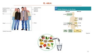 25
EL AGUA
 