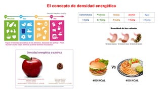 El concepto de densidad energética
Carbohidratos Proteínas Grasas alcohol Agua
4 kcal/g 3,7 kcal/g 9 kcal/g 7 kcal/g 0 kcal/g
 