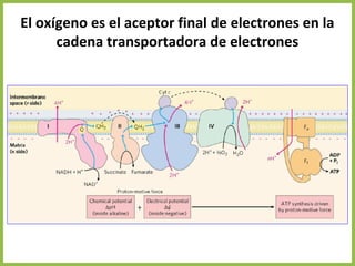 Fundamentos de Bioquímica: Biomoléculas y su Importancia en la Vida | PDF