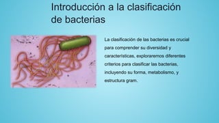 Introducción a la clasificación
de bacterias
La clasificación de las bacterias es crucial
para comprender su diversidad y
características, exploraremos diferentes
criterios para clasificar las bacterias,
incluyendo su forma, metabolismo, y
estructura gram.
 