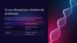 5-Los ribosomas: síntesis de
proteínas
Los ribosomas son organelas que sintetizan proteínas. Se encuentran
en el citoplasma y asociados al retículo endoplasmático.
Función Síntesis de proteínas
Composición ARN ribosomal (ARNr) y
proteínas
Ubicación Citoplasma, retículo
endoplasmático
 