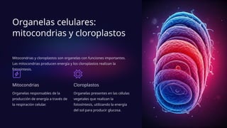 Organelas celulares:
mitocondrias y cloroplastos
Mitocondrias y cloroplastos son organelas con funciones importantes.
Las mitocondrias producen energía y los cloroplastos realizan la
fotosíntesis.
Mitocondrias
Organelas responsables de la
producción de energía a través de
la respiración celular.
Cloroplastos
Organelas presentes en las células
vegetales que realizan la
fotosíntesis, utilizando la energía
del sol para producir glucosa.
 