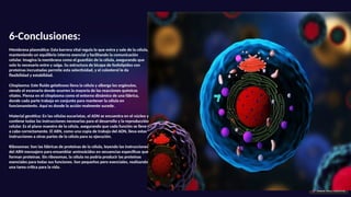 6-Conclusiones:
Membrana plasmática: Esta barrera vital regula lo que entra y sale de la célula,
manteniendo un equilibrio interno esencial y facilitando la comunicación
celular. Imagina la membrana como el guardián de la célula, asegurando que
solo lo necesario entre y salga. Su estructura de bicapa de fosfolípidos con
proteínas incrustadas permite esta selectividad, y el colesterol le da
flexibilidad y estabilidad.
Citoplasma: Este fluido gelatinoso llena la célula y alberga los orgánulos,
siendo el escenario donde ocurren la mayoría de las reacciones químicas
vitales. Piensa en el citoplasma como el entorno dinámico de una fábrica,
donde cada parte trabaja en conjunto para mantener la célula en
funcionamiento. Aquí es donde la acción realmente sucede.
Material genético: En las células eucariotas, el ADN se encuentra en el núcleo y
contiene todas las instrucciones necesarias para el desarrollo y la reproducción
celular. Es el plano maestro de la célula, asegurando que cada función se lleve
a cabo correctamente. El ARN, como una copia de trabajo del ADN, lleva estas
instrucciones a otras partes de la célula para su ejecución.
Ribosomas: Son las fábricas de proteínas de la célula, leyendo las instrucciones
del ARN mensajero para ensamblar aminoácidos en secuencias específicas que
forman proteínas. Sin ribosomas, la célula no podría producir las proteínas
esenciales para todas sus funciones. Son pequeños pero esenciales, realizando
una tarea crítica para la vida.
 